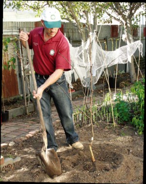 Planting a fruit tree